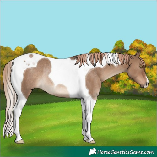 Horse Color:Liver Red Dun Tobiano Rabicano