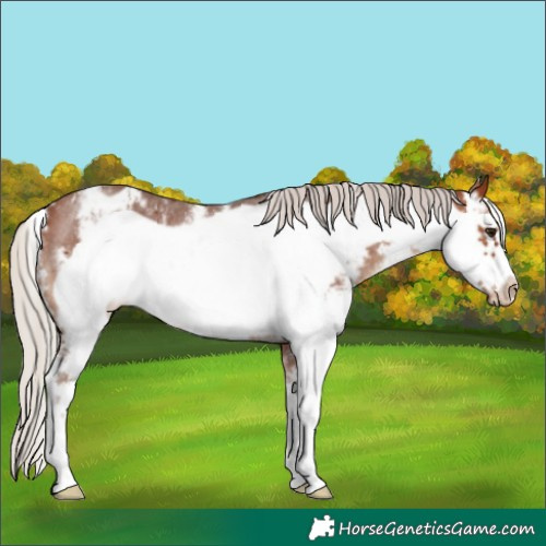 Horse Color:Silver Brown Sabino Frame Varnish Rabicano