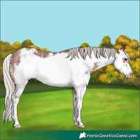 Horse Color:Silver Brown Sabino Frame Varnish Rabicano 