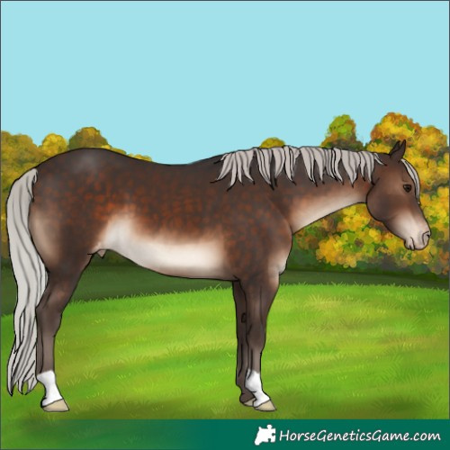 Horse Color:Silver Brown Appaloosa