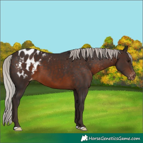 Horse Color:Silver Brown Blanket 