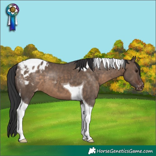 Horse Color:Brown Dun Tobiano Appaloosa 