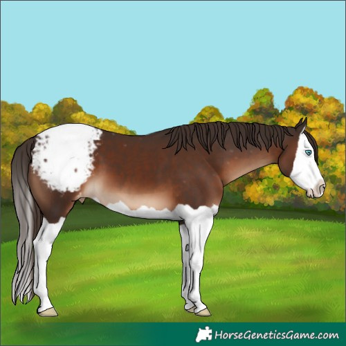 Horse Color:Liver Chestnut Splash Appaloosa