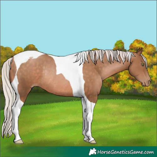 Horse Color:Silver Brown Pearl Tobiano Rabicano