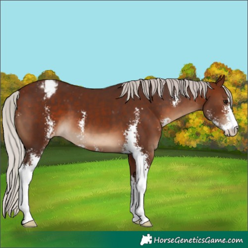 Horse Color:Silver Brown Sabino Varnish