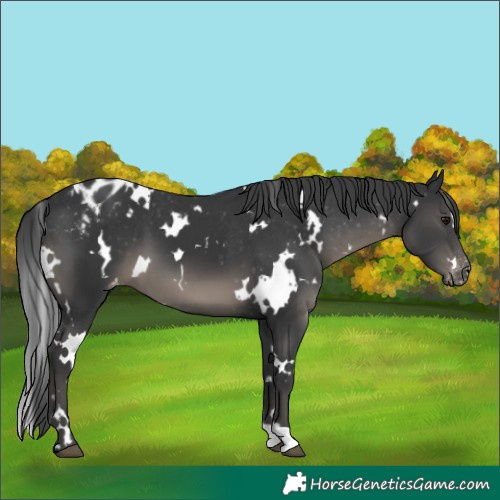 Horse Color:White Spotted Black Varnish