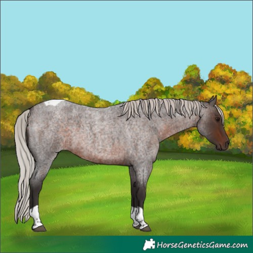 Horse Color:Silver Brown Roan Tobiano 