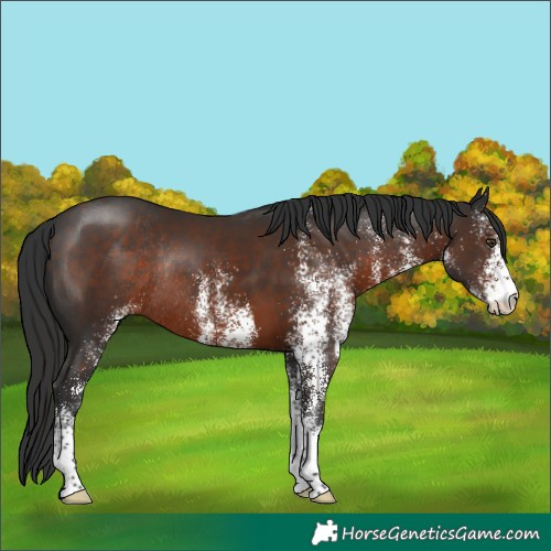 Horse Color:White Spotted Liver Chestnut Rabicano