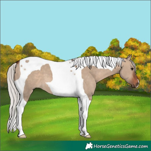 Horse Color:Silver Brown Dun Tobiano 