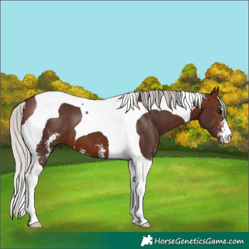 Horse Color:Silver Brown Sabino Tobiano