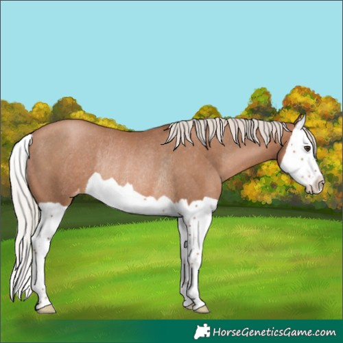 Horse Color:Silver Black Pearl Splash Varnish Rabicano