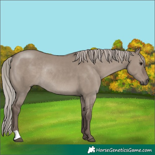 Horse Color:Silver Grullo Rabicano 