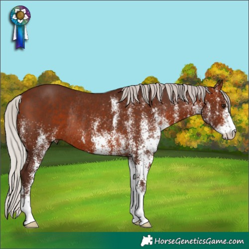 Horse Color:White Spotted Silver Bay Rabicano