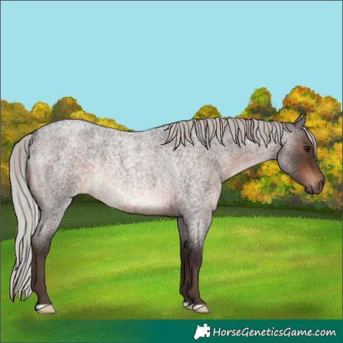 Horse Color:Silver Brown Roan Rabicano
