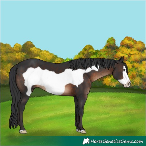 Horse Color:Brown Frame 