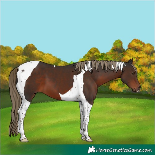 Horse Color:Liver Chestnut Tobiano