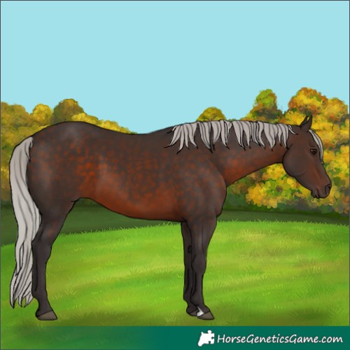 Horse Color:Silver Brown