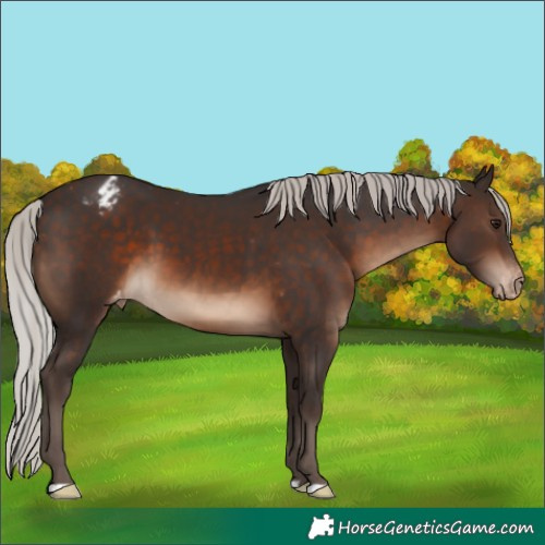Horse Color:Silver Brown Appaloosa 