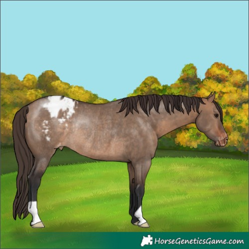 Horse Color:Bay Dun Appaloosa Rabicano