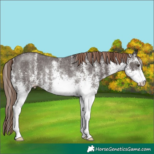Horse Color:White Spotted Liver Chestnut Appaloosa Rabicano 