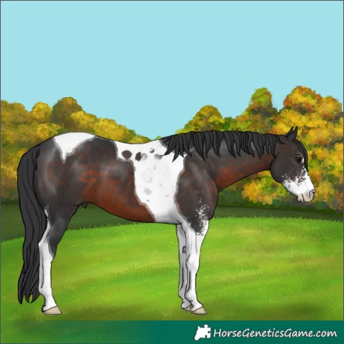 Horse Color:Brown Sabino Tobiano