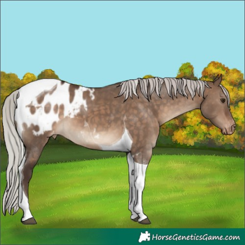 Horse Color:Silver Brown Dun Tobiano Appaloosa
