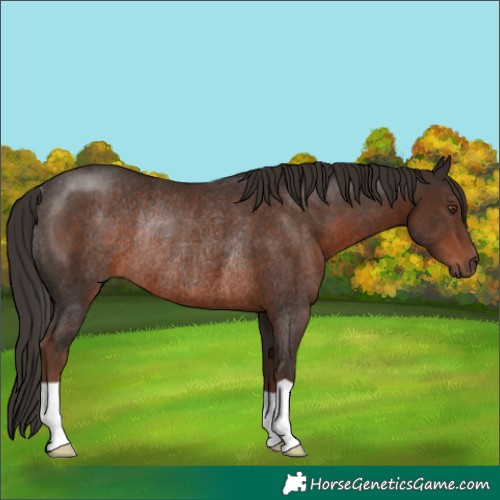 Horse Color:Liver Chestnut Rabicano 