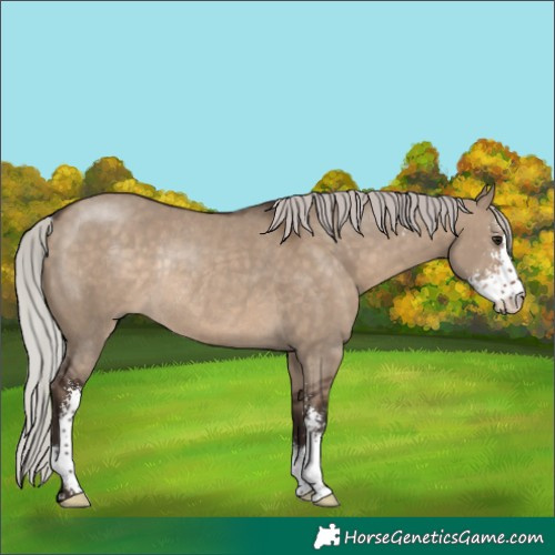 Horse Color:Silver Brown Dun Sabino Rabicano 