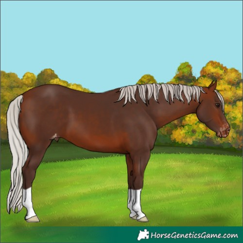 Horse Color:Silver Bay Appaloosa 