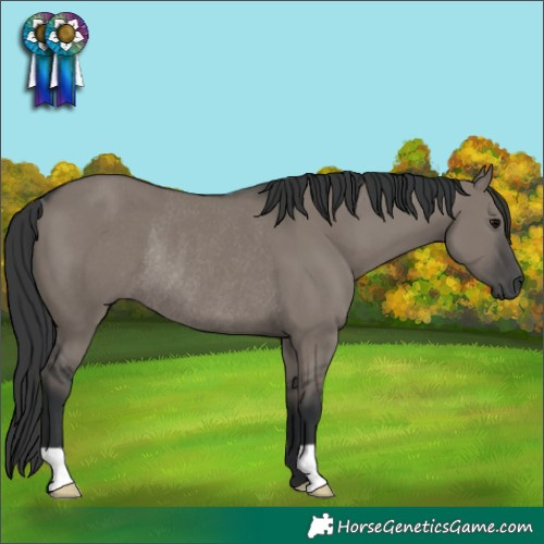 Horse Color:Grullo Rabicano