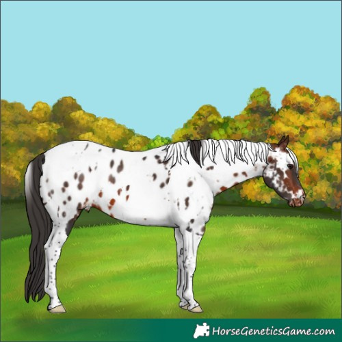 Horse Color:White Spotted Brown Tobiano Appaloosa