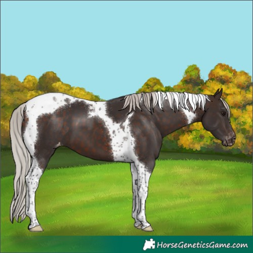 Horse Color:Silver Brown Tobiano Appaloosa 