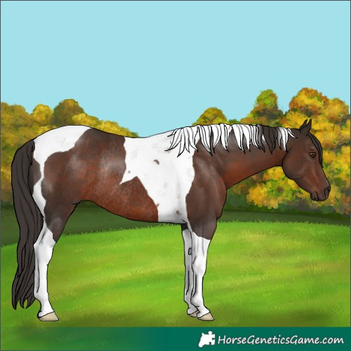 Horse Color:Liver Chestnut Tobiano Rabicano