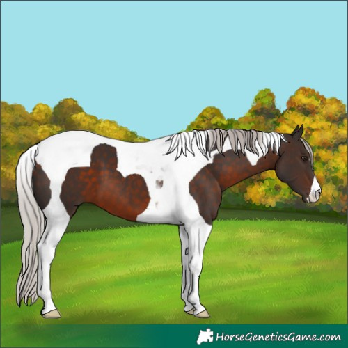 Horse Color:Silver Brown Tobiano 