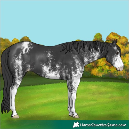 Horse Color:White Spotted Black Appaloosa