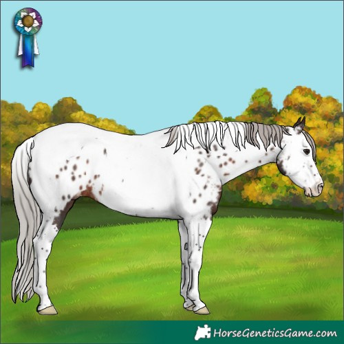 Horse Color:Silver Brown Splash Tobiano Near Leopard Rabicano 