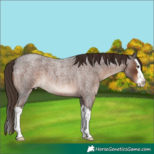 Horse Color:Liver Red Roan Splash Appaloosa 
