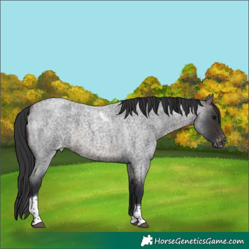 Horse Color:Brown Roan Tobiano Varnish