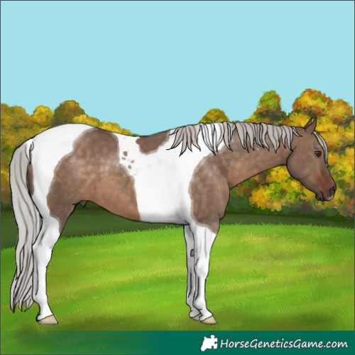 Horse Color:Silver Brown Dun Tobiano 