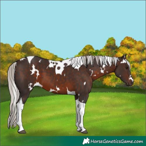 Horse Color:White Spotted Silver Brown Tobiano