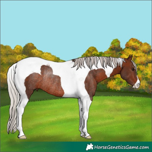 Horse Color:Silver Brown Tobiano Rabicano