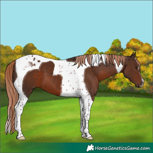 Horse Color:Liver Chestnut Tobiano 