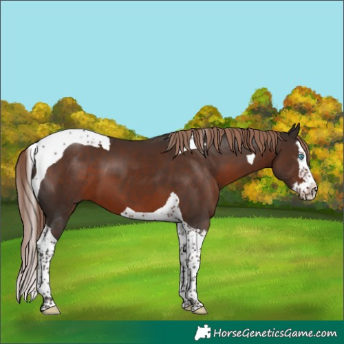 Horse Color:Liver Chestnut Splash Tobiano