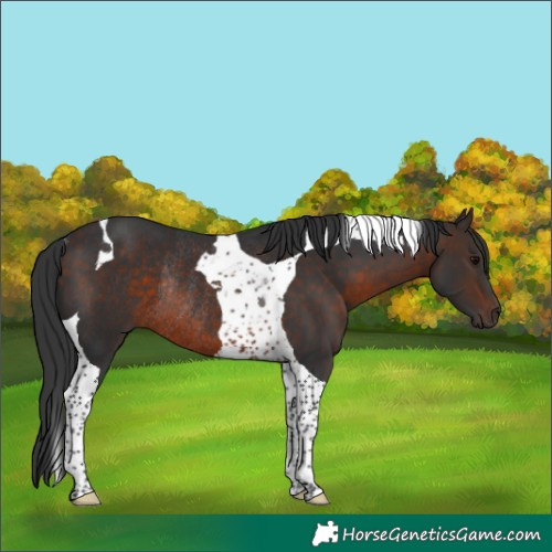 Horse Color:Brown Tobiano Rabicano 
