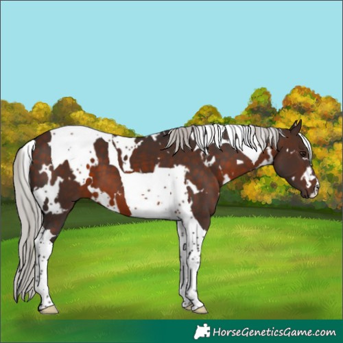 Horse Color:White Spotted Silver Brown Tobiano