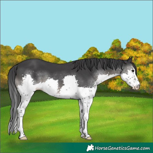 Horse Color:Black Splash Rabicano 