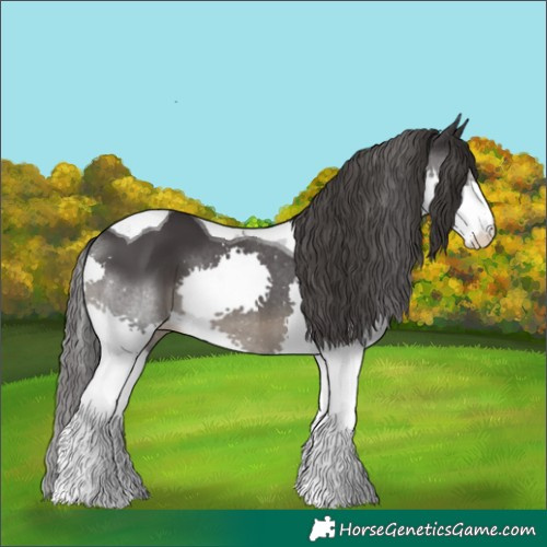 Horse Color:Smoky Black Splash Tobiano