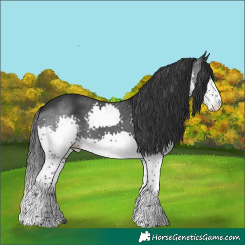 Horse Color:Black Splash