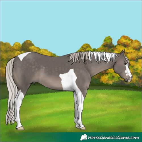 Horse Color:Silver Black Tobiano 