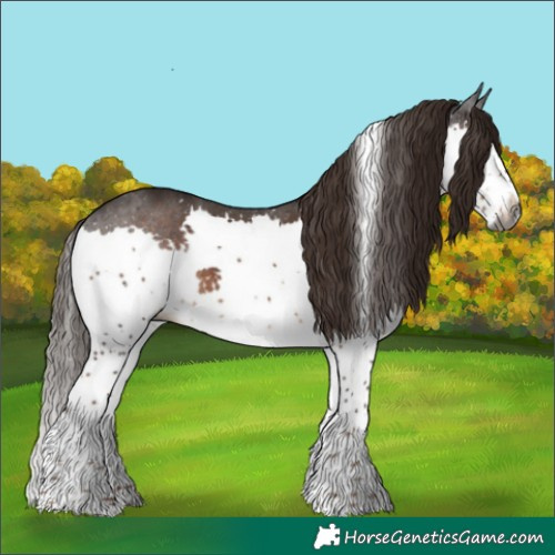 Horse Color:Gray Liver Chestnut Splash Tobiano